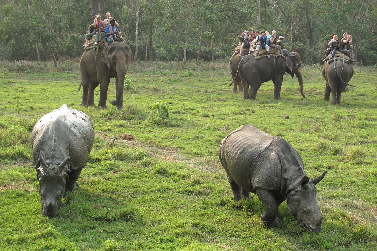 Jungle Safari Activities in Nepal